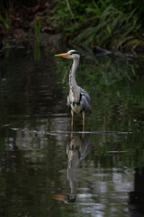 Grey Heron Standing In A Lake