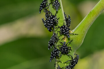 Spotted Lanternfly Nymph - Lycorma delicatula
