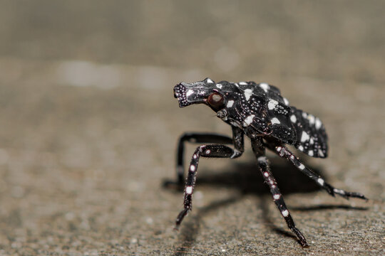 Spotted Lanternfly Nymph - Lycorma delicatula