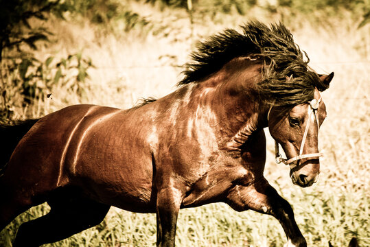 cavalos