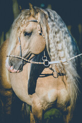 Naklejka premium cavalos