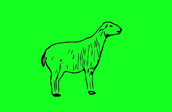 Greencreen video cartoon animal sketches walking and running	