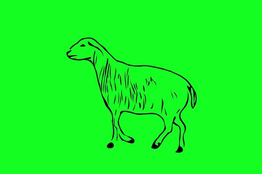 Greencreen video cartoon animal sketches walking and running	