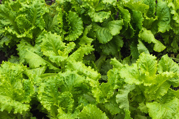 Fresh, vitamin-rich lettuce leaves grow domestically close to a private home, where you can go out and pick them to make a light, delicious breakfast