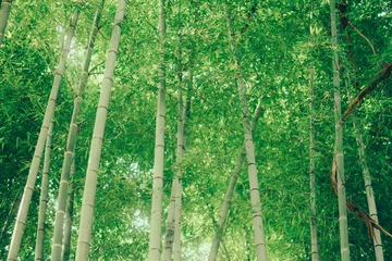 Photo sur Plexiglas Vert 京都の銀閣寺の庭園の風景