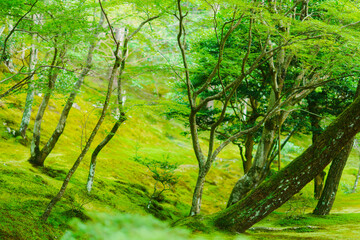 京都の銀閣寺の庭園の風景