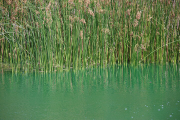 Lakeside water edge reed grass