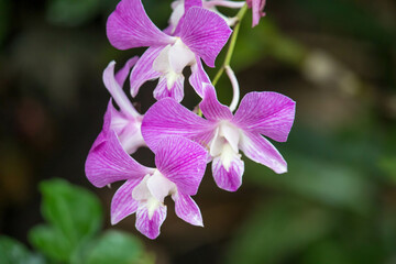 Close up raindrop on the petal of  purple pink orchid (Dendrobium) , beautiful nature and freshness...