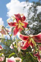 asiatic lily spike with many mature blooms on a cloudy blue sky and tree in summer