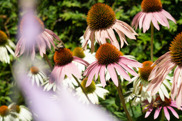fading coneflowers behind a floral screen in summer