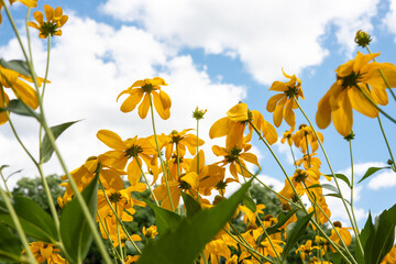 looking up at yellow flowers with long droopy petals on a windy day in summer - obrazy, fototapety, plakaty