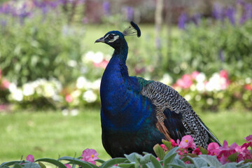Obraz premium Peacock ( Pavo cristatus ) walking in the garden full of flowers. Palace garden in the museum in the Kozłówka Poland.