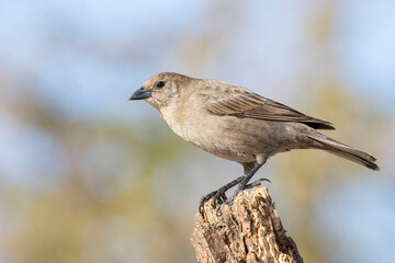 Bird Tordo