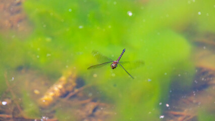 飛んでいるトンボ　夏 © Yuuki Kobayashi