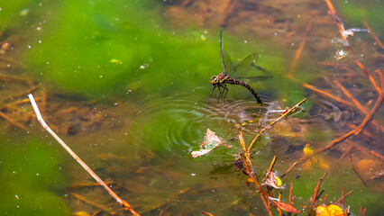 夏　トンボ　昆虫 © Yuuki Kobayashi