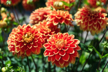 Decorative Dahlias orange-red Sunlight