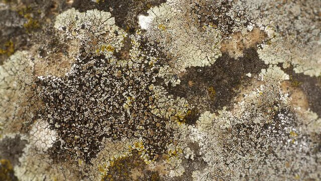 Lichen and moss on a wall or stone. Extreme close-up view