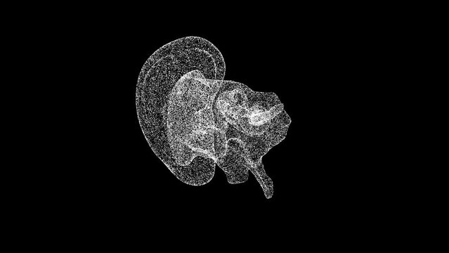 3D Ear Anatomy rotates on black background. Ear inner anatomy section. Business Advertising backdrop. For title, text, presentation. Object dissolved flickering particles. 3d animation 60 FPS