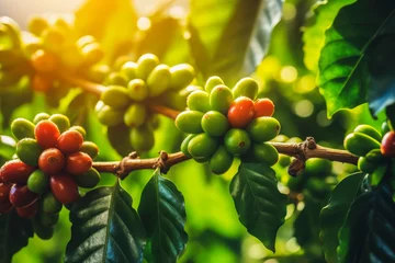 Foto op Plexiglas closeup Red Cherry coffee beans on the branch of coffee plant © jes2uphoto