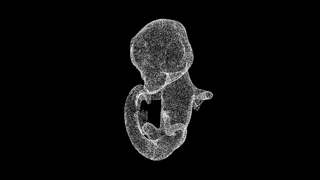3D Animal embryo rotates on black bg. Wild animals concept. Protection of the environment. For title, text, presentation. 3d animation 60 FPS