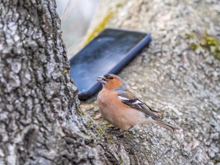 Common chaffinch, Fringilla coelebs, sits on a tree. Common chaffinch in wildlife.