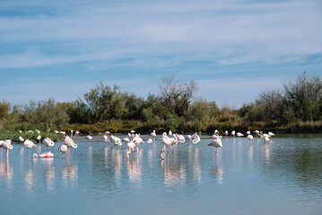 Fototapeta na wymiar Pink flamingos in the regional park of the Camargue, the largest population of flamingos in Europe.