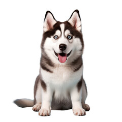 Fototapeta premium Husky dog with blue eyes isolated on transparent background