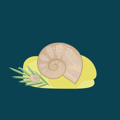 shell on the shore .summer illustration