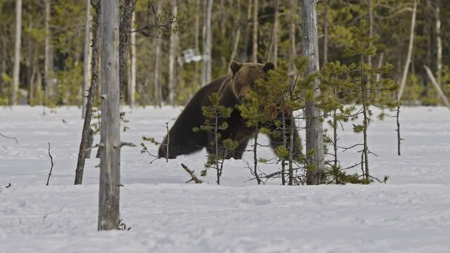 Two Brown bears meet in the spring snow