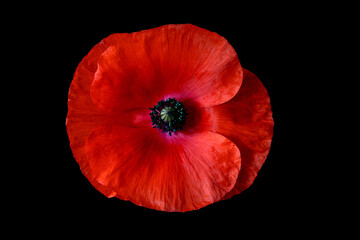 Red Poppy Flower Head on a Black Background - 634097466