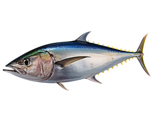 Obraz premium Bluefin tuna isolated on transparent background