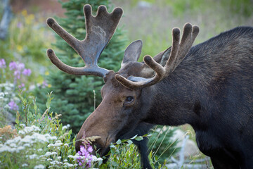 Moose in the Colorado Rocky Mountains. Bull Moose sniffing wildflowers in the Rocky Mountains.