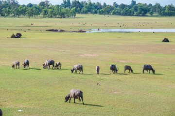 Herds of buffalo grazing on the grass beside the river.