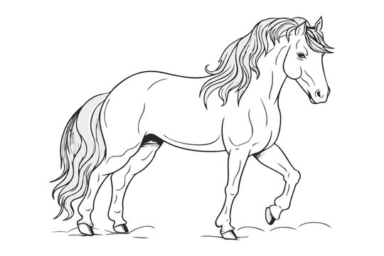 Horse pencil drawing coloring book. Vector illustration