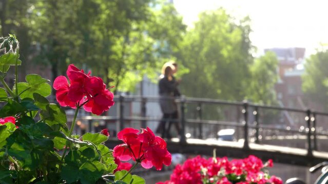 Young Couple Walks Along the Spring Bridge. Slow Motion