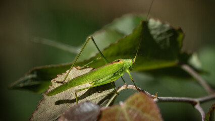 Gemeine Sichelschrecke