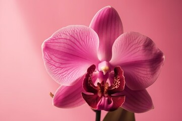 Pink orchid flower close-up on pink background. Generative AI