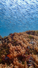 Naklejka na ściany i meble School of fish swimming above the coral reef
