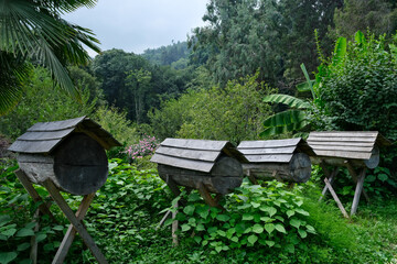 Ancient beehives made of logs. An old traditional apiary in the middle of a dense forest in the...