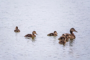 A family of ducks, a duck and its little ducklings are swimming in the water. The duck takes care of its newborn ducklings. Mallard, lat. Anas platyrhynchos