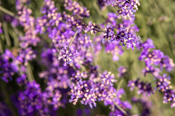 Obraz premium Purple lavender flowers bush. Flower in the field. Nature background. Grow a fragrant plant in the garden. Summer flower honey plant closeup.