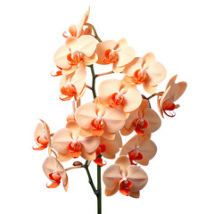 Vivid orange orchid blossoms