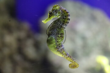 タツノオトシゴ