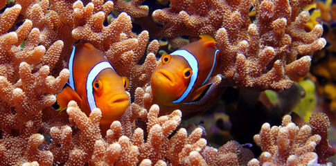Naklejka na ściany i meble clown fish and coral underwater anemone fish life in the sea 3d illustration