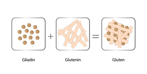 Gluten Formation, Disulfide Bond Formation From mixing two molecules of Gliadin and Glutenin with Water. Gluten Mesh structure. Scientific design. Vector Illustration.