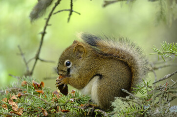Fototapeta premium Squirrel at Patricia lake in Jasper National Park, Canada