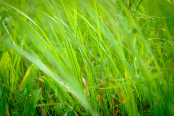 Close up fresh green grass. Blur effect. Selective focus. - 634120617