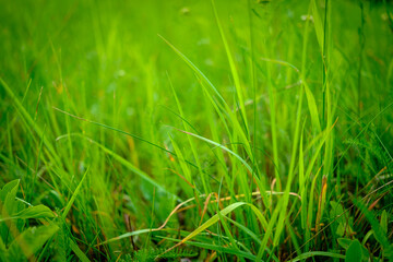 Close up fresh green grass. Blur effect. Selective focus. - 634120621