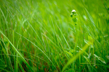 Close up fresh green grass. Blur effect. Selective focus. - 634120623
