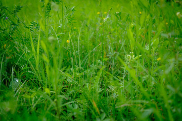 Close up fresh green grass. Blur effect. Selective focus. - 634120624